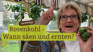 Soll man den hybridroggen schon säen? Rosenkohl Saen Und Ernten Es Gibt Einen Unterschied Youtube