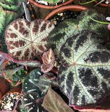 Image result for Begonia nyassensis