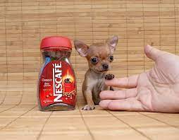 Chihuahua De Bolsillo Cute Animals Animals Pets