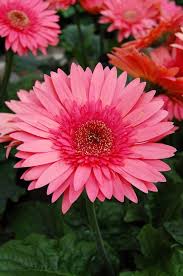 Image result for Gerbera jamesonii