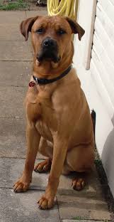 Rottweiler haben eine starke persönlichkeit, sind schlau und lernwillig, haben eine hohe ausdauer und einen schutztrieb. Rocco Bullmastiff Rottweiler Meinmischling De