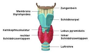 Schilddrusenoperation Schilddrusenchirurgie