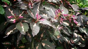 Maybe you would like to learn more about one of these? 76 Gambar Daun Ungu Asli Paling Bagus Gambar Pixabay