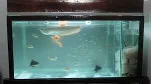 Sekian sekilas info, semoga berguna. Qoeple Bicara Filter Aquarium Yang Bagus Untuk Aquascape Ikan Hias