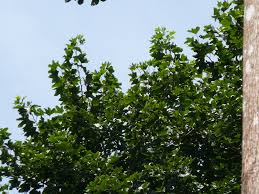 Image result for Triplochiton