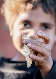 Tjilku walykumunura miranykanyiratjaku