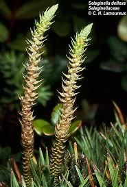 Image result for Selaginella auquieri