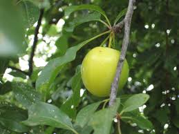 In this video i'll show you how you can grow them faster. Forum Growing Plum Trees From Seeds