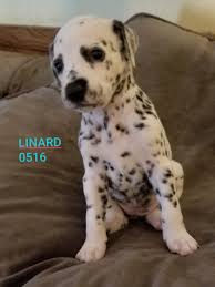 See more ideas about dalmatian, puppies, dalmatian puppy. Akc Registered Dalmatians Purebred Dalmatian Puppies For Sale Dorothy S Perfect Pets