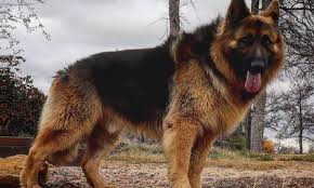 Indian dalmatian dog breeders provide the. German Shepherd Puppies Cost In India Pets Lovers