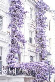 London Photography Wisteria In Notting Hill Spring In London Purple Blossoms England Travel Decor Large Wall Art Gallery Wall Purple Wisteria London Photography Wisteria