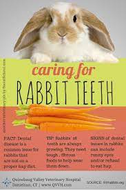 5 Tips Caring For Rabbit Teeth Rabbit Care Pet Rabbit Care Rabbit
