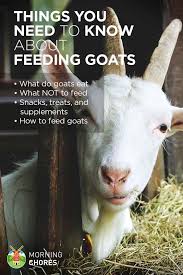 Feeding Goats What Do Goats Eat What Not To Feed And Everything Else You Need To Know Feeding Goats Goats Pygmy Goat