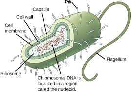 Prokaryotic Cells Boundless Biology