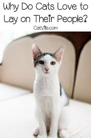 Cat Behavior Explained 7 Reasons Why Cats Lie On People Cat Litter Brands Cat Behavior Free Cats