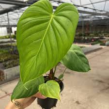 Image result for Vepris grandifolia