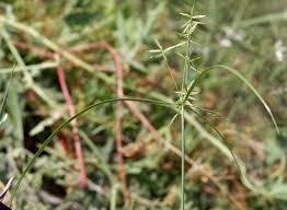 Image result for Cyperus tenuispica