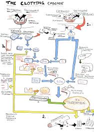 the clotting cascade diagram on meducation