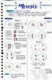 Catatan Biologi Meiosis Di 2020 Buku Pelajaran Buku Belajar