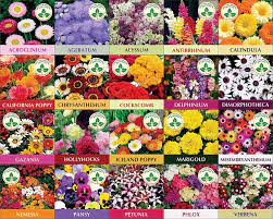 Only For Organic Twenty Winter Flower Seeds 4800 Seeds With Cocopeat Block And Instruction Manual Amazon In Garden Outd Flower Seeds Seeds Winter Flowers