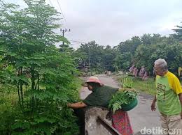 Empat orang mahasiswa fakultas teknologi pertanian universitas jember, berhasil menciptakan masker kecantikan berbahan daun kelor. Mitos Dan Fakta Daun Kelor Dipercaya Peluntur Susuk Serta Banyak Khasiat