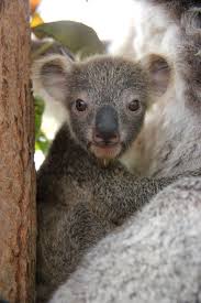 Look Who Just Popped Out Of The Pouch To Say Hello Newborn Animals Baby Koala Super Cute Animals