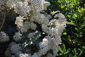 Image result for Oleandra distenta