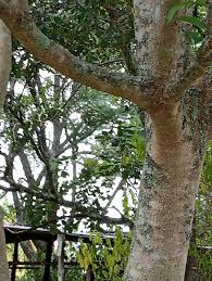 Image result for Philenoptera nelsii