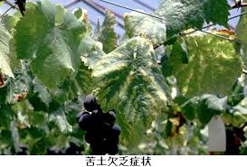 島根県 無機成分の過不足の判断基準とその対策 トップ 農業技術センター 技術情報 ハウスぶどう デラウェア 栽培指針