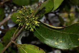 Image result for Strychnos lucens