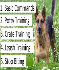 The Secret To Making Your Dog S Problem Behaviors Disappear 2020