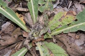 Image result for Nothris verbascella