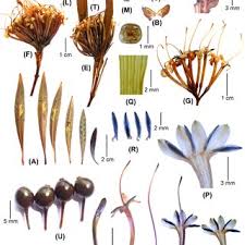 Image result for Pavetta sp. F