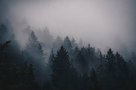 We did not find results for: 37 Foggy Forest Wallpapers On Wallpapersafari