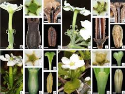 Image result for Rutidea fuscescens