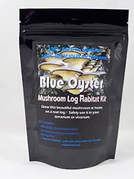 Growing Kit For Terrariums Blue Oyster Mushroom By Forest Organics Mushroom Kits Canada
