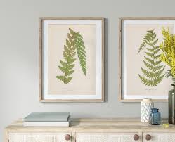 Image result for Mohria