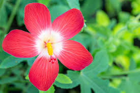 Image result for Abelmoschus