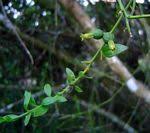 Image result for Thesium ussanguense