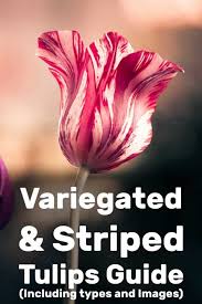 In may, across the region, close to a million tulips in more than 50 varieties bring the ncc's flower beds to life. Variegated Striped Tulips Guide Pictures Care Tips Garden Tabs