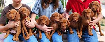 7 Week Old Vizsla Puppies I Would Take All Of Them Vizsla Puppies Vizsla Puppies