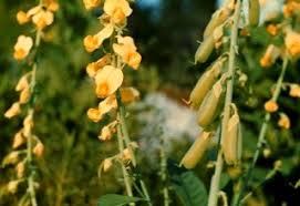 Image result for Crotalaria schliebenii