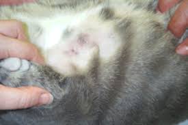 Your vet will attempt to stop any severe bleeding to initially stabilize your cat. The Bite Wound Abscess Mar Vista Animal Medical Center