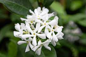 Star jasmine is in a different family (apocynaceae) than the true jasmines in genus um (oleaceae). How To Grow Star Jasmine Trachelospermum Jasminoides Bbc Gardeners World Magazine