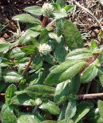 Image result for Gomphrena celosioides