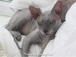 Pin By Laura Cvik On Rex Cornish Et Sphynx Puppies And Kitties Hairless Cat Sphynx Cat