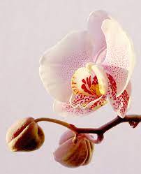 Orchid By Fj86 On Deviantart Orchid Flower Most Beautiful Flowers Beautiful Flowers
