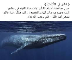 pin by amine mastor on متفرقات sjw whale animals