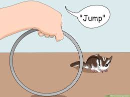 4 Ways To Train Sugar Gliders Wikihow Pet