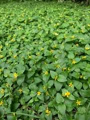 Image result for Calyptocarpus vialis